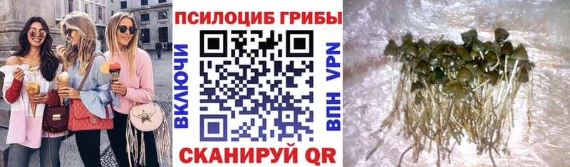 маркетплейс какой сайт  Цимлянск  Псилоцибиновые грибы Cubensis 
